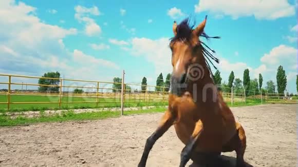 棕色的马躺在地上然后站起来农场围场里的一匹马视频的预览图