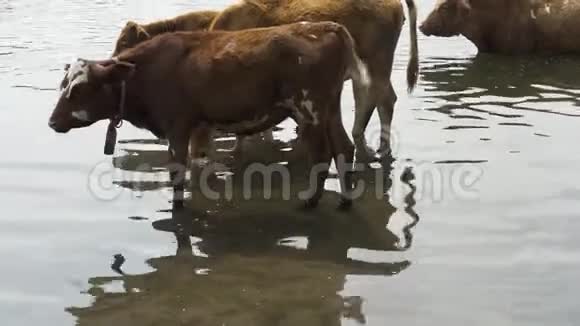 奶牛来到河边的一个浇水处视频的预览图