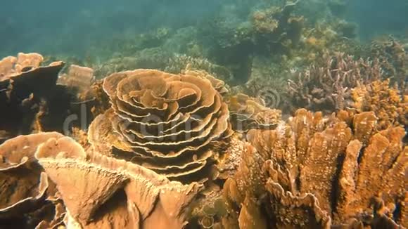 一种生长的绿色叶面珊瑚视频的预览图
