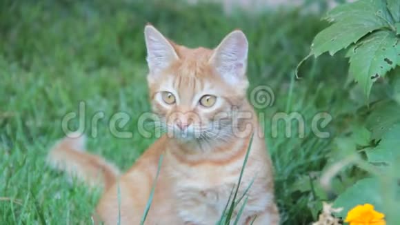 草坪上的红猫草视频的预览图