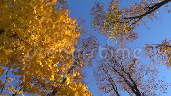 落叶旋转的枫树视角高视频的预览图