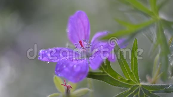 森林天竺葵花特写选择性重点视频的预览图