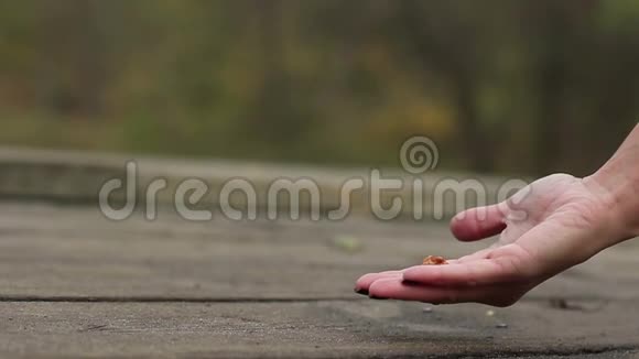女人用坚果引诱松鼠视频的预览图