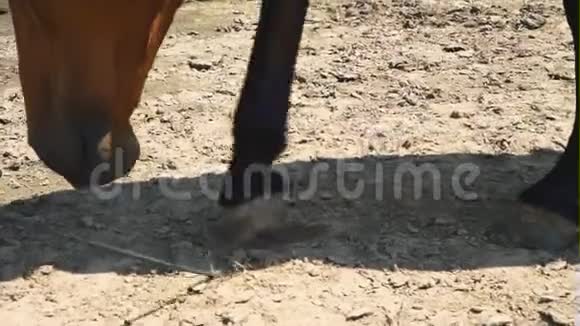 在教练的指挥下马用前蹄挖干地面视频的预览图