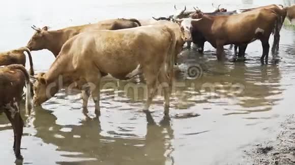 奶牛来到河边的一个浇水处视频的预览图