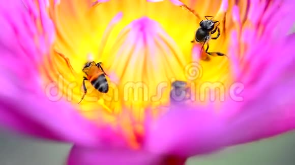 睡莲或莲花及蜜蜂视频的预览图