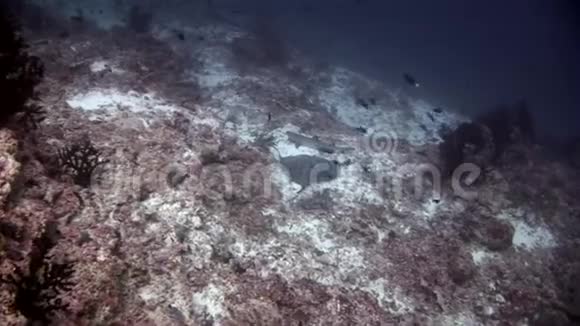 海底鲨鱼和海底黄貂鱼视频的预览图
