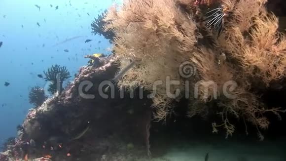 在马尔代夫海底背景下笛针鱼微妙地长在水下视频的预览图