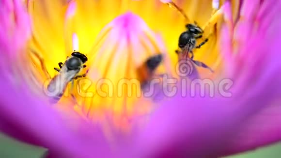 睡莲或莲花及蜜蜂视频的预览图
