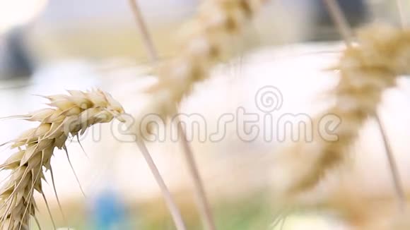 小麦穗的特写镜头视频的预览图