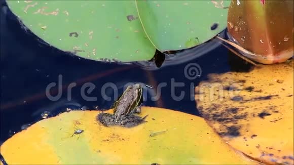 睡莲上的青蛙视频的预览图