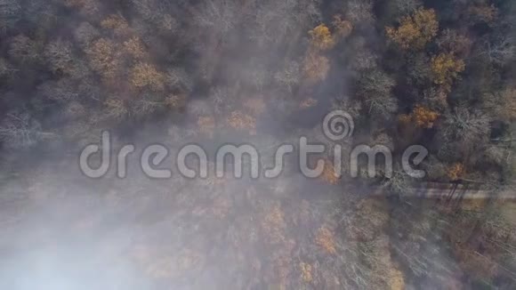 无人机飞过一片薄雾弥漫的秋林视频的预览图