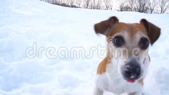 快乐有趣的跳舞狗在雪地里吠叫DLSR摄像机慢镜头视频的预览图