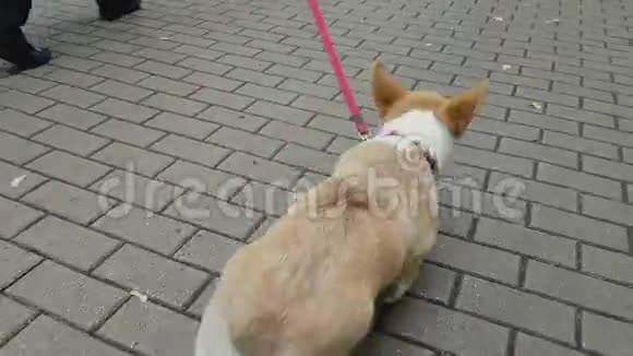 小狗正走在人行道上视频的预览图