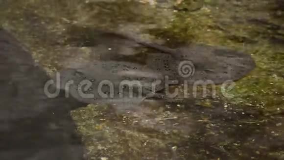 在河中游泳的黄貂鱼波塔莫特里贡摩托视频的预览图