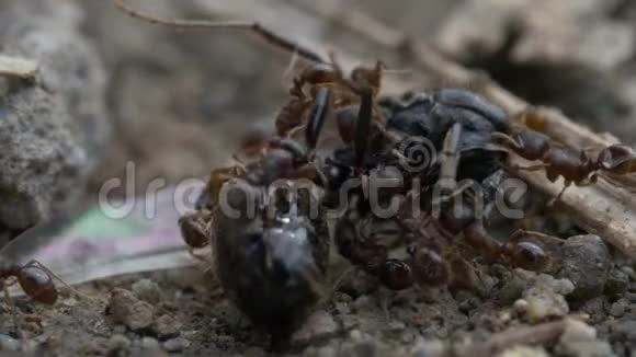 蚂蚁吃一只大苍蝇视频的预览图