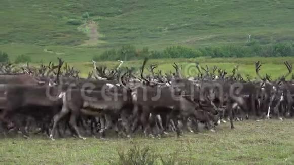 夏天的北方驯鹿亚马尔俄罗斯视频的预览图