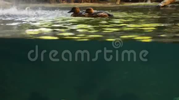 鸭子漂浮在河里大鱼在河下游动视频的预览图