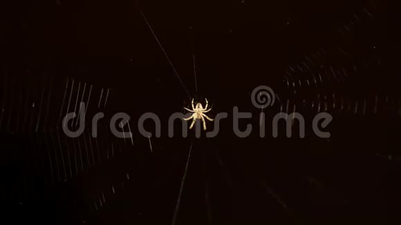 蜘蛛网双曝光脉动视频的预览图