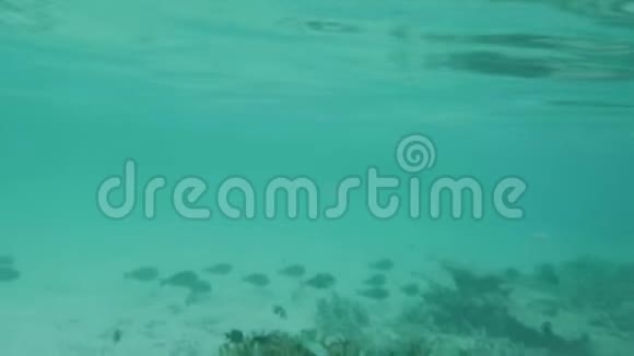 令人惊叹的水下世界生活观印度洋的小鱼和死珊瑚礁在马尔代夫匍匐前进视频的预览图