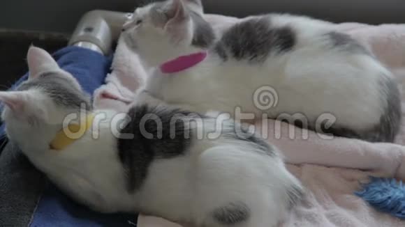 两只猫躺着视频的预览图