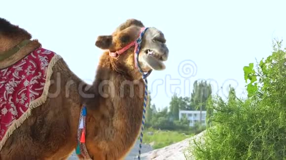 棕色骆驼吃草特写视频的预览图