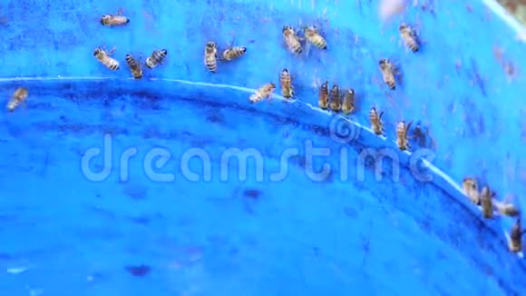 蜜蜂饮用水在阿皮亚里宾霍省越南视频的预览图