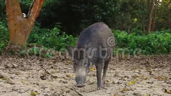 野猪苏斯克鲁法在地上行走视频的预览图