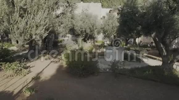 耶路撒冷盖西马尼园中古老的橄榄树视频的预览图