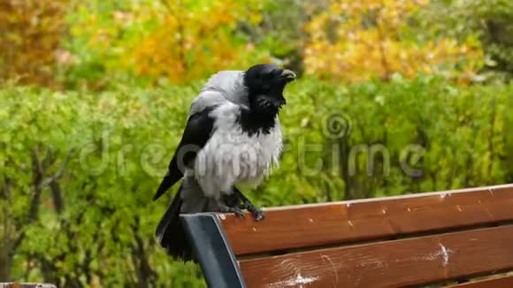 黑乌鸦的特写镜头视频的预览图