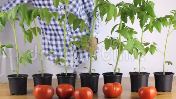 女人滋润土壤种子番茄视频的预览图