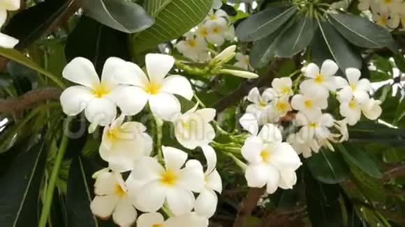 许多奇异的白花绿树上盛开着一组白色的热带花卉自然视频的预览图