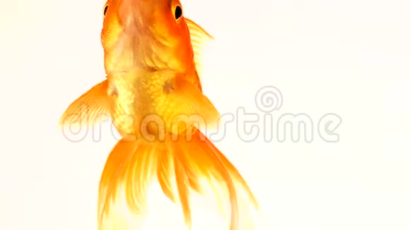 单个成年金鱼鳍漂浮在鱼缸里孤立在白色背景上鱼浮在水柱里视频的预览图