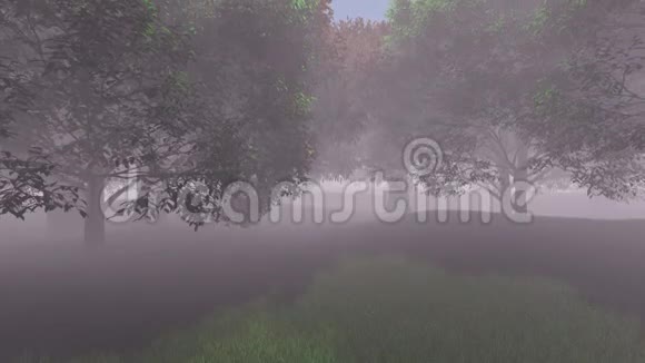 雾林露出蓝天视频的预览图