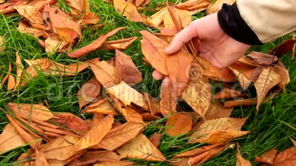 人的手从地上捡起秋天的五颜六色的叶子并展示它们野生樱桃干叶视频的预览图