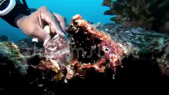 潜水员手摸海底的珊瑚深海海底视频的预览图