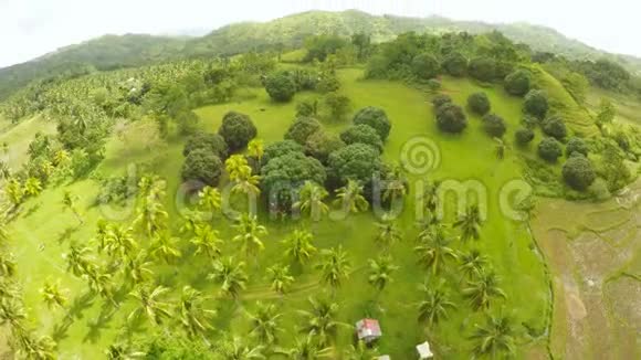 绿色公园在博霍岛的田野与球形树木菲律宾视频的预览图