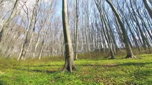 森林中树木的背景镜头广角上的树木全景林间空地绿草如茵视频的预览图