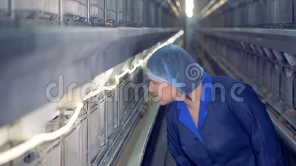 女工厂工人正从笼子里拿出一只小鸡做检查视频的预览图