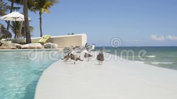 鸟儿在游泳池里游泳加勒比海背景下的无限池4K视频的预览图