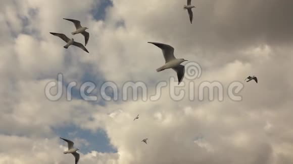 海鸥在灰色的天空中飞翔视频的预览图