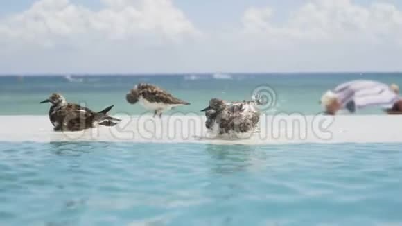 鸟儿在游泳池里游泳加勒比海背景下的无限池4K视频的预览图