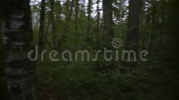 穿过树林视频的预览图
