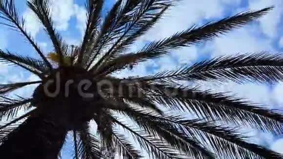 云天背景棕榈树暑假异国旅游椰子油视频的预览图