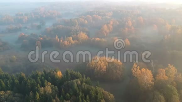 清晨金色的秋景雾霭弥漫空中视频的预览图