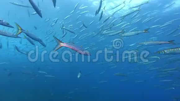 Majora的潜水巴拉库达斯大学视频的预览图