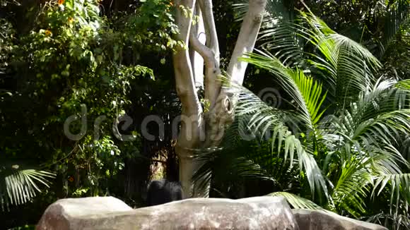猴子黄色的长臂猿在树上跳跃视频的预览图