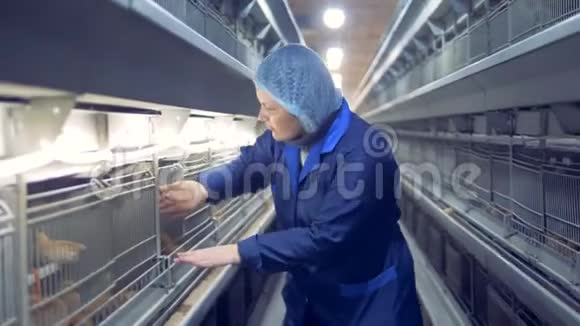 鸡舍的工作人员正在检查一只小鸡把它放回笼子里关上了门视频的预览图
