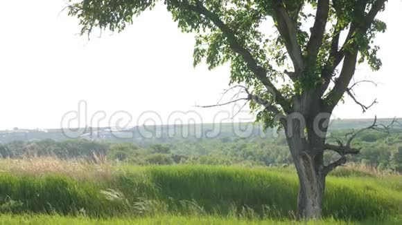 寂寞树矗立在田野里大自然俄罗斯美丽的景色孤独的树矗立在田野里大自然俄罗斯美丽视频的预览图