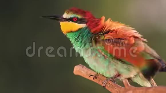 色彩鲜艳的鸟坐在树枝上照亮了壮丽的灯光视频的预览图